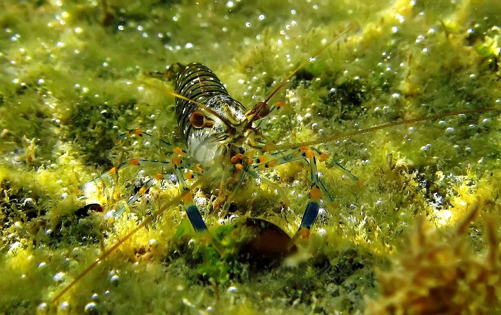 Скарида-Черно море