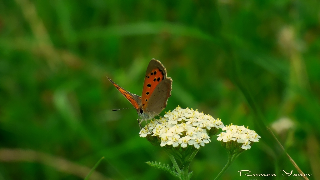 Butterfly