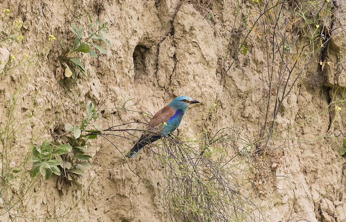 Синявица - Coracias garrulus