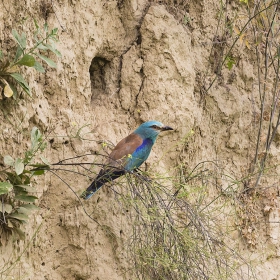 Синявица - Coracias garrulus