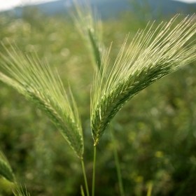 Клас