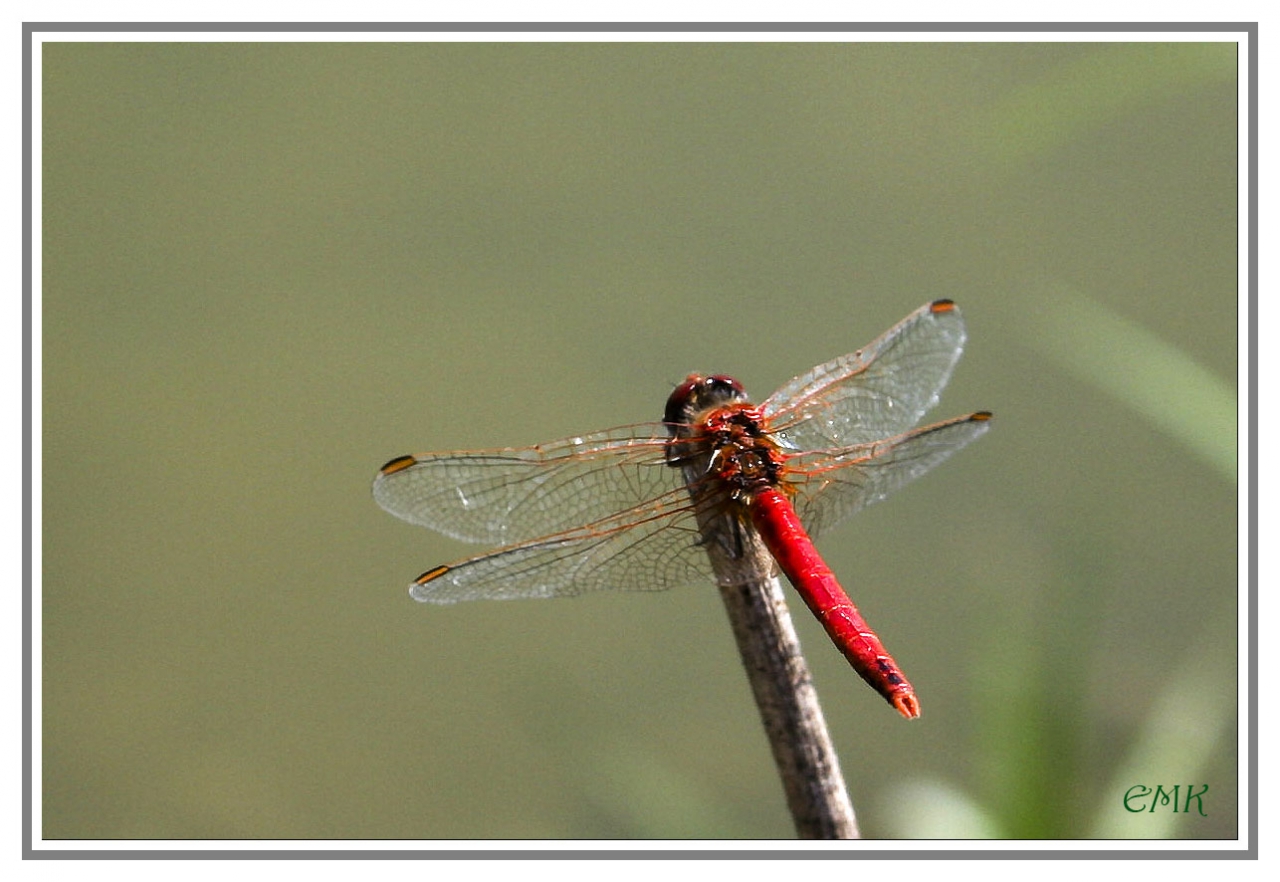 Червено водно конче, Голямо червениче, Crocothemis erythraea