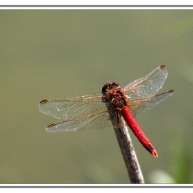 Червено водно конче, Голямо червениче, Crocothemis erythraea