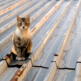 Котка на ламаринен покрив