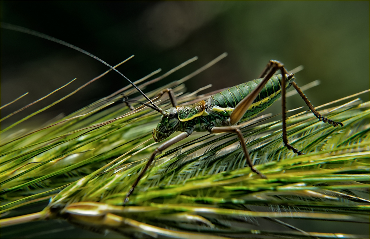Tettigonia viridissima