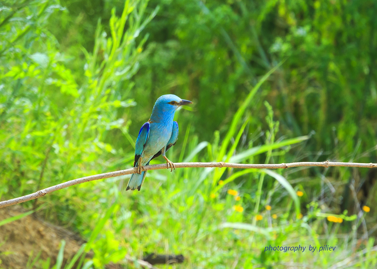 Синявица - Coracias garrulus