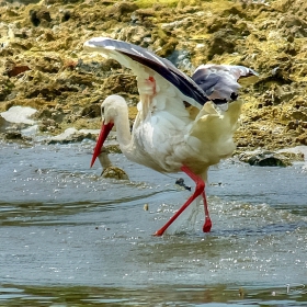 Водно сиртаки