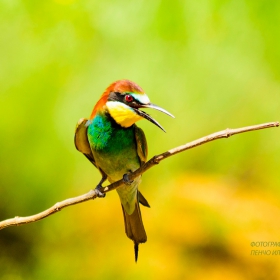 Merops apiaster