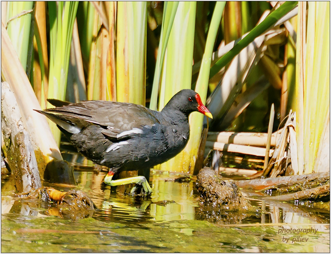 Зеленонога водна кокошка - Gallinula chloropus