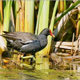 Зеленонога водна кокошка - Gallinula chloropus