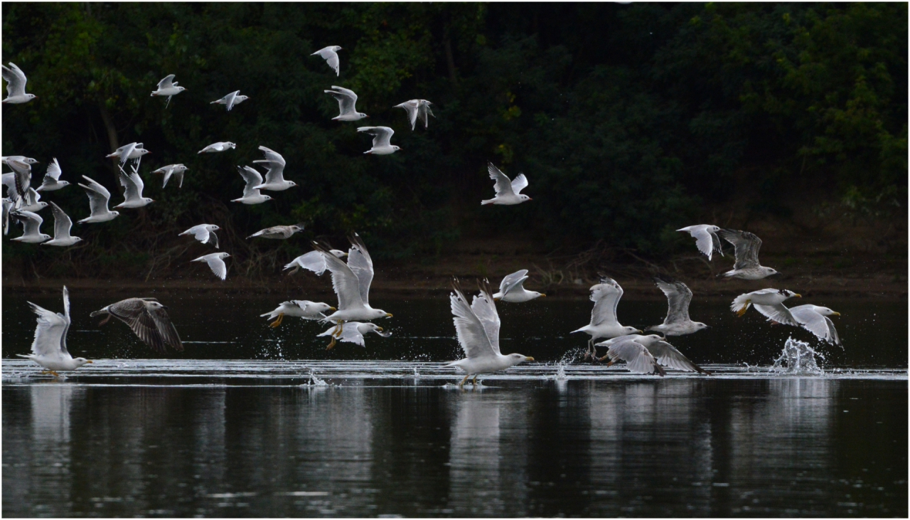 Водоравно