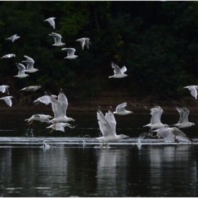 Водоравно