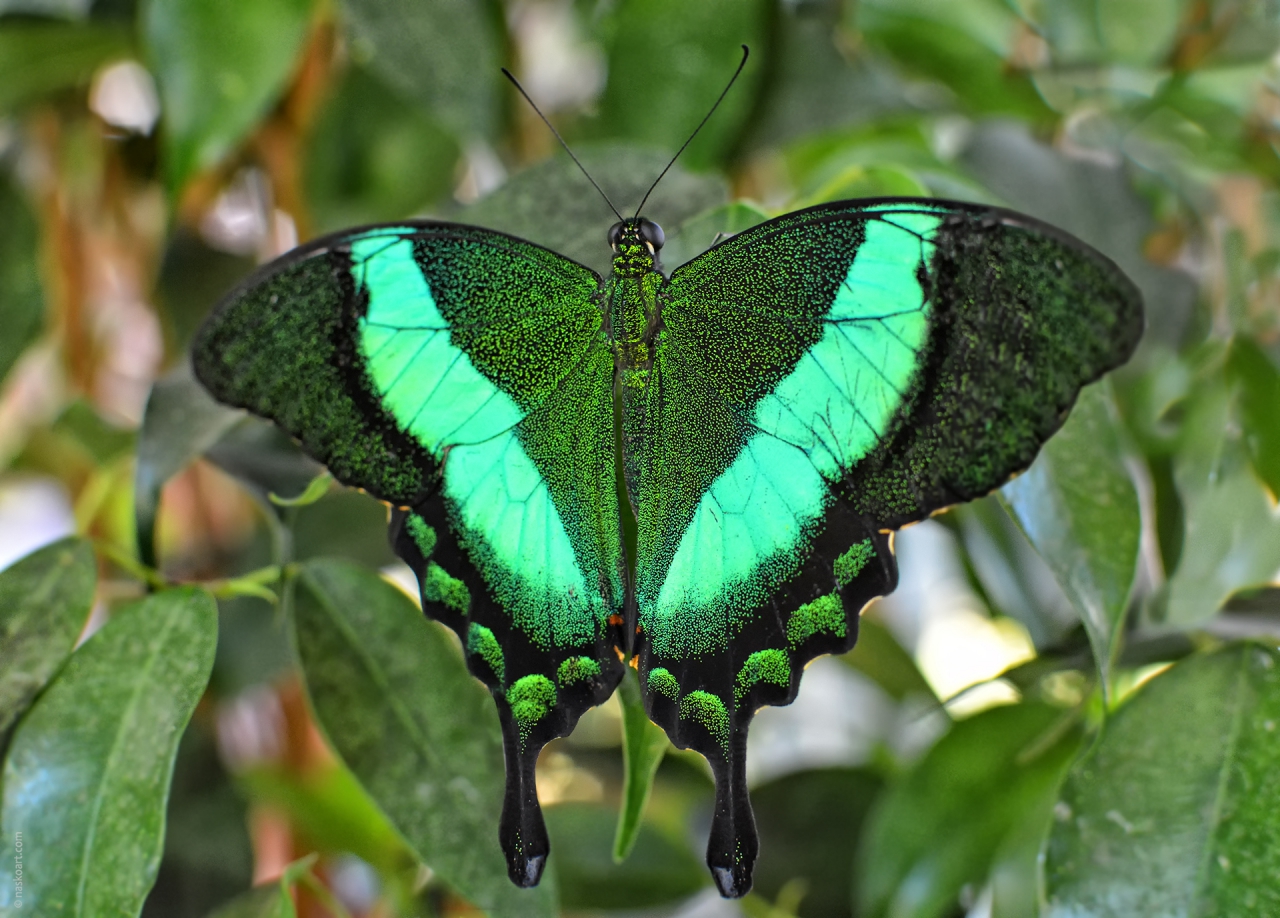 Papilio palinurus