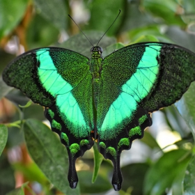 Papilio palinurus