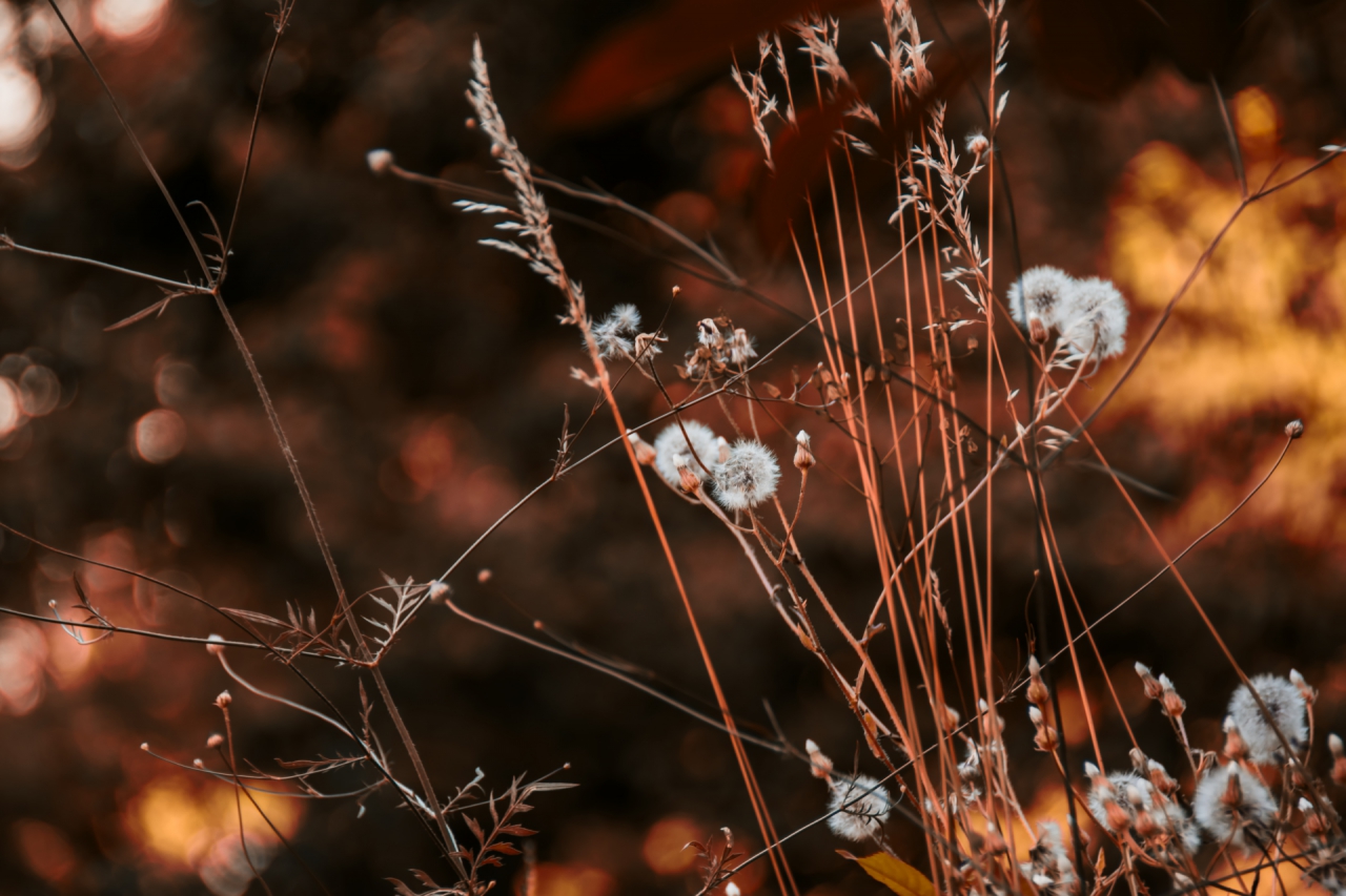 The nature in flame