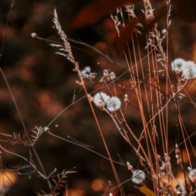 The nature in flame