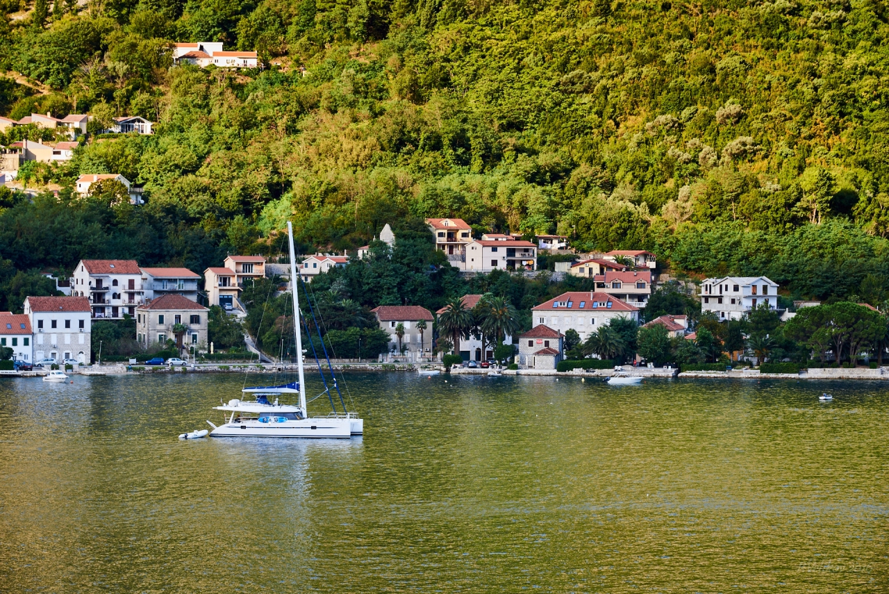 Kotor morning green