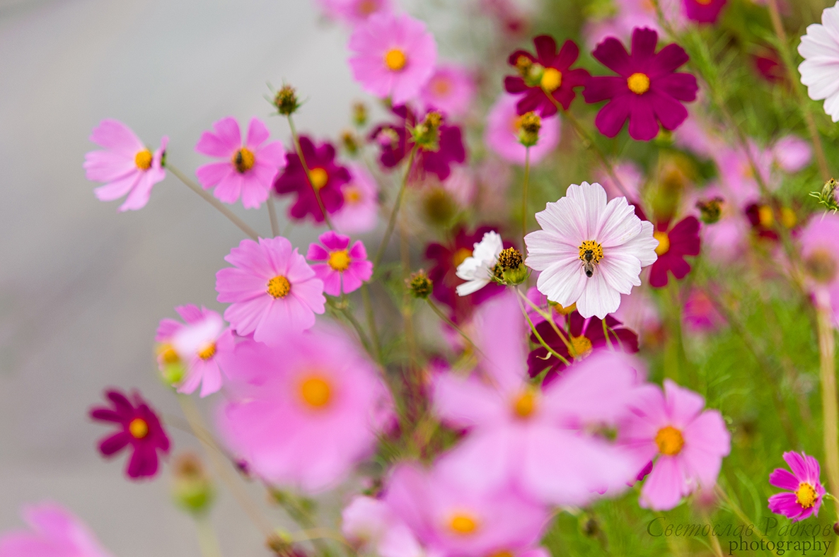 Cosmos bipinatus
