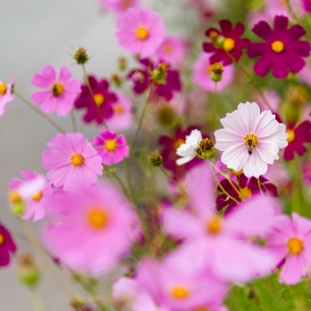 Cosmos bipinatus