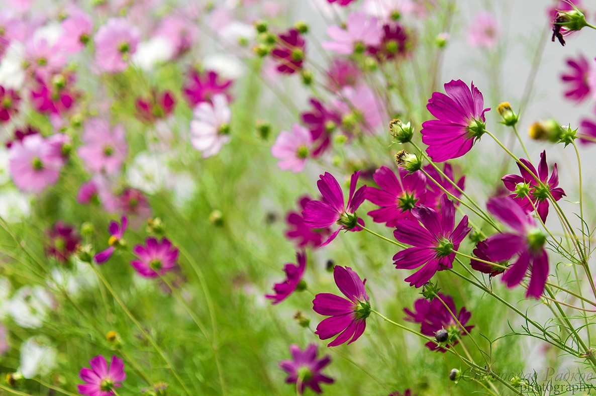 Cosmos bipinatus