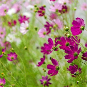 Cosmos bipinatus