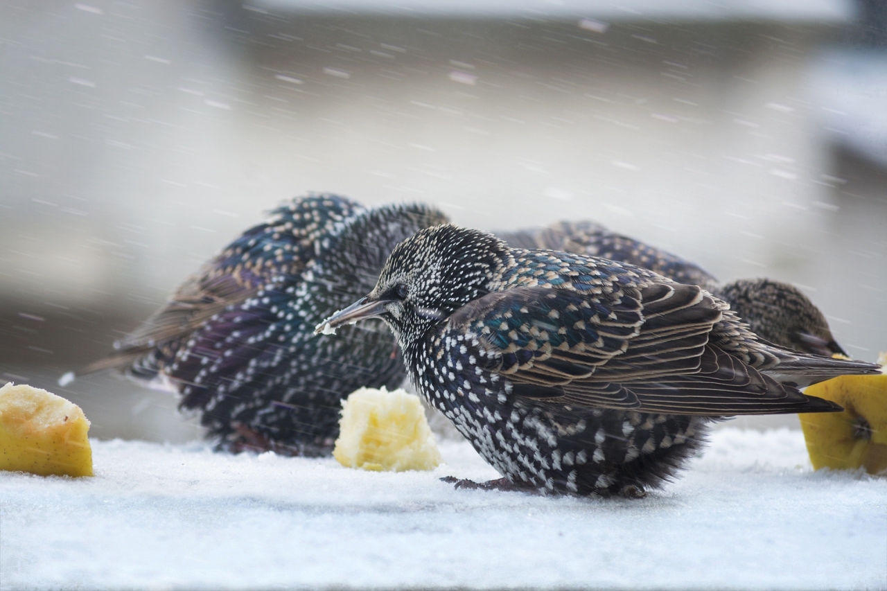 Скорец