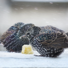 Скорец