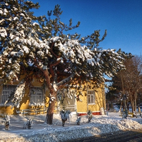Снежно