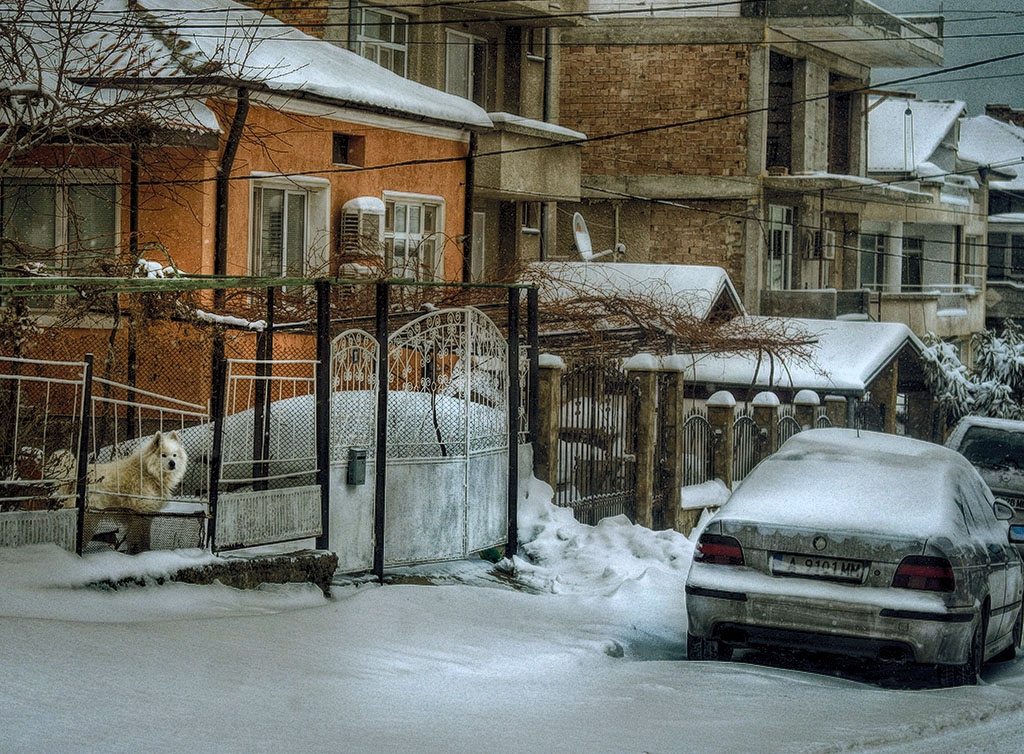 Кучешко снежно