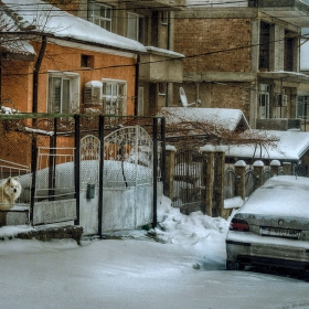 Кучешко снежно