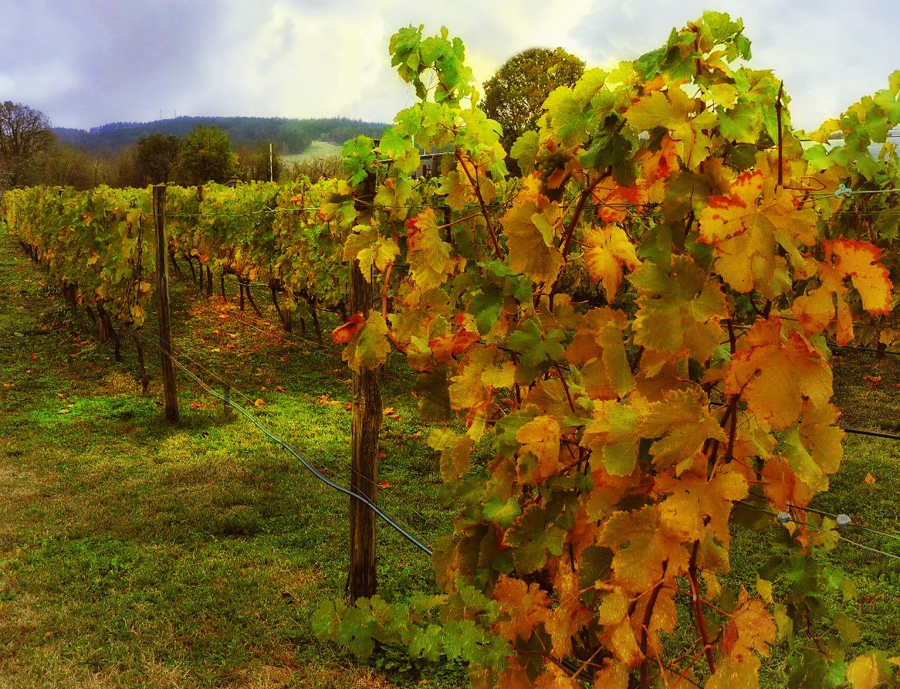 Crazy Wine - Bulgarian Autumn 2