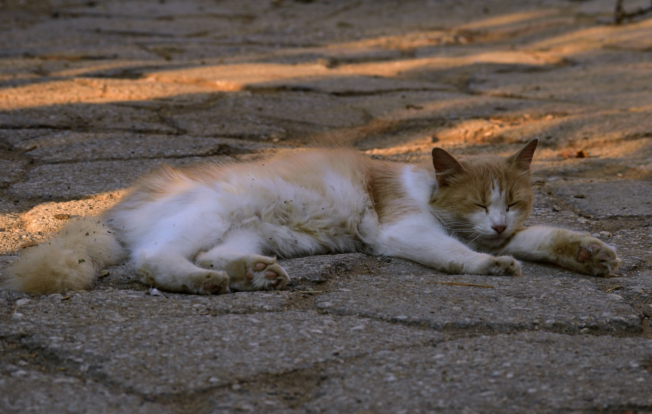 Котешки комфорт