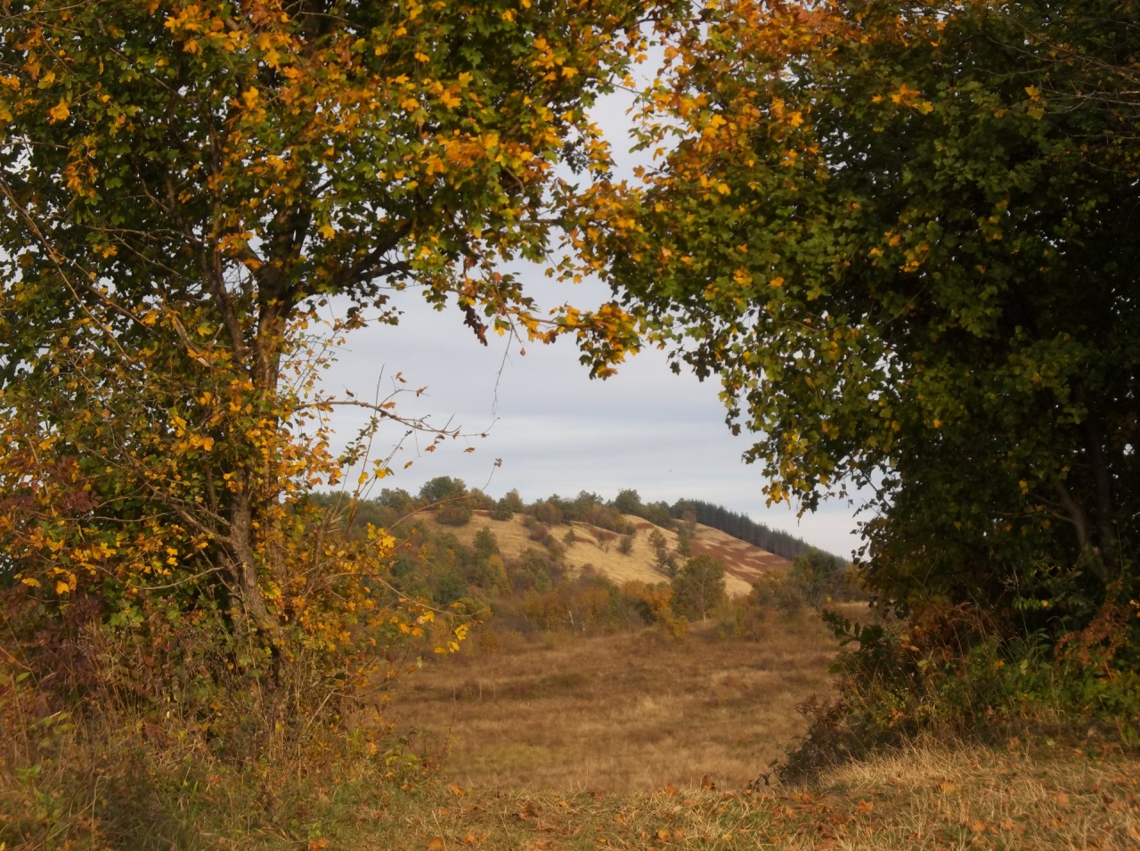 Есенно