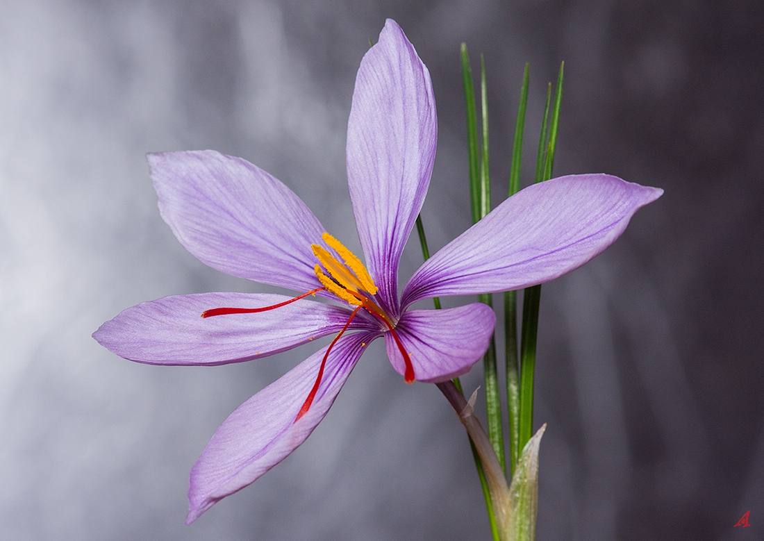 Crocus sativus