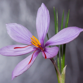 Crocus sativus