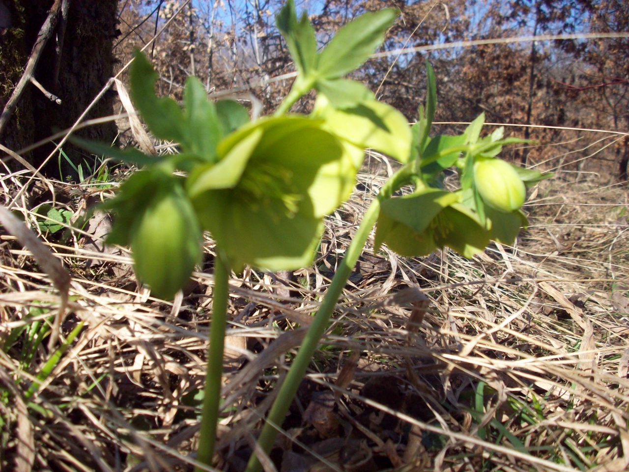 Кукуряк