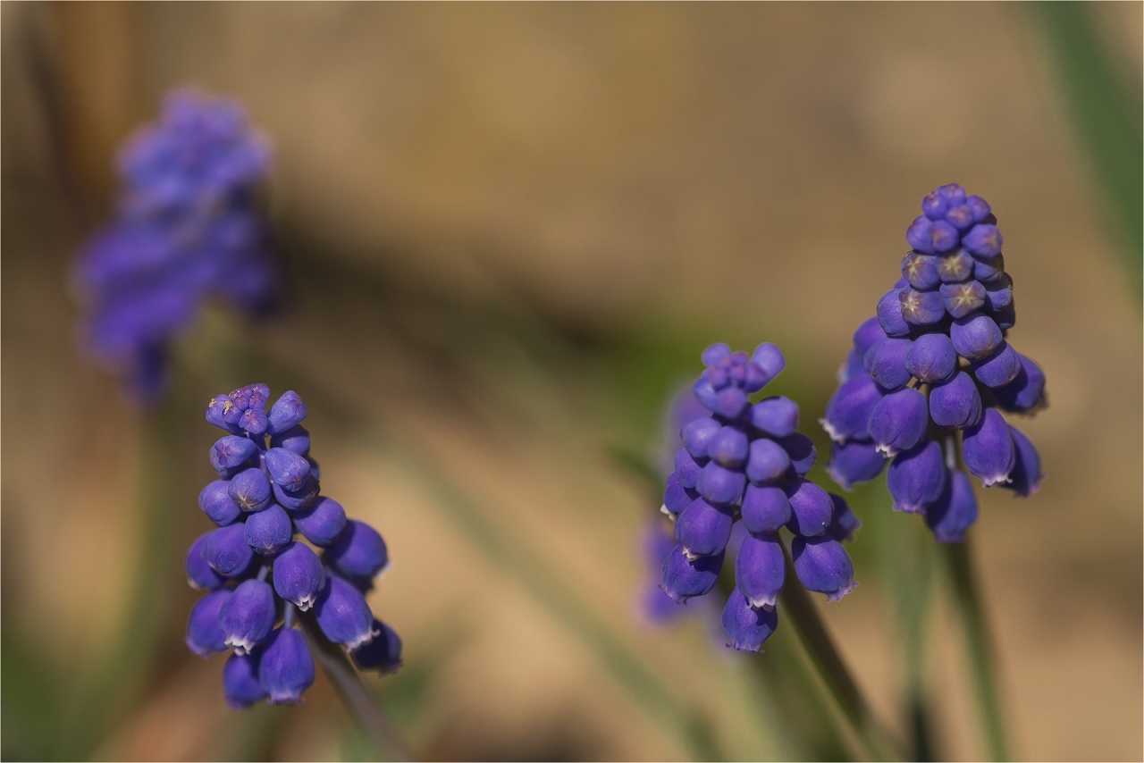 Кукувиче грозде Muscari