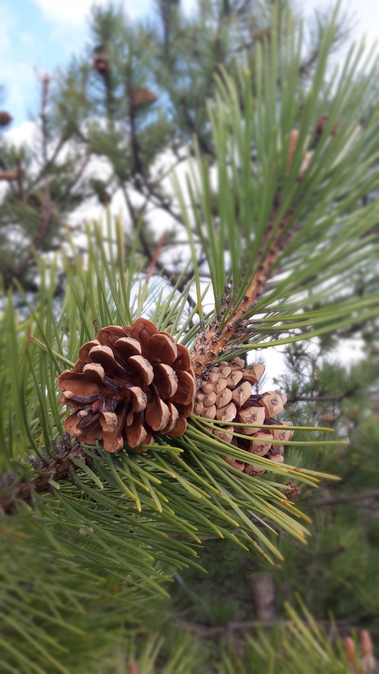 cones