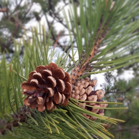 cones