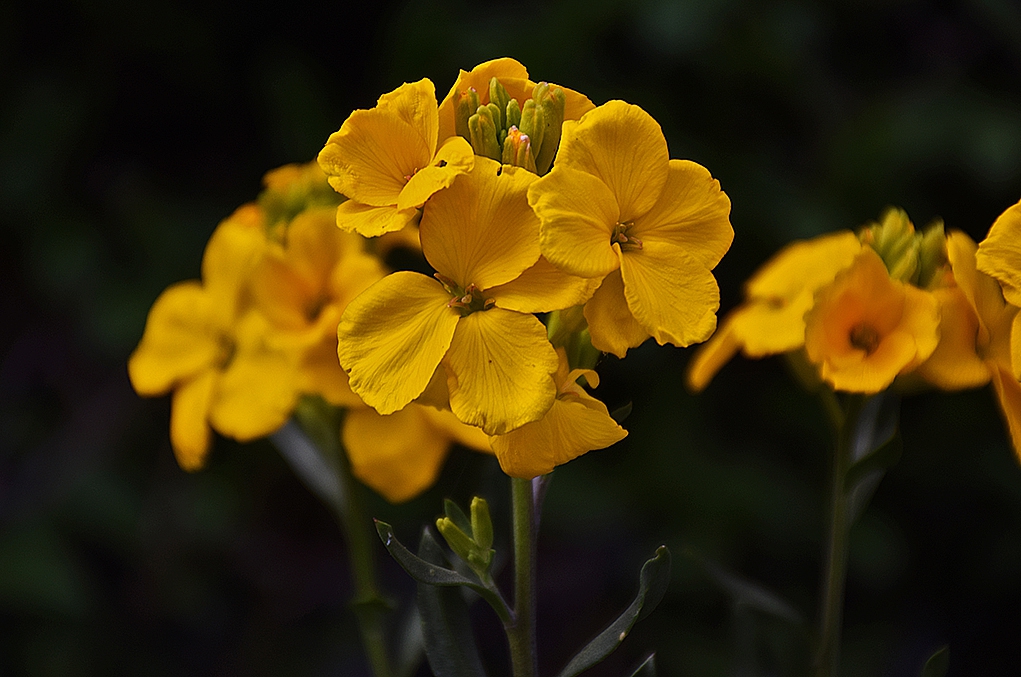 yellow passion
