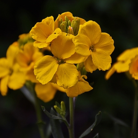 yellow passion