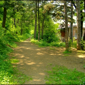 Forest Way