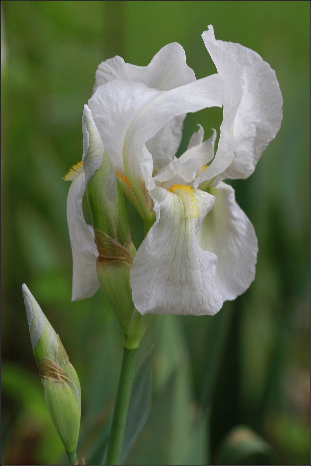 Ирис Перуника Iris