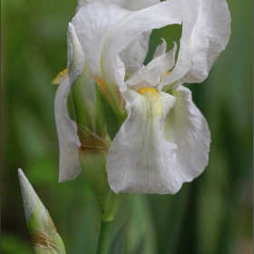 Ирис Перуника Iris