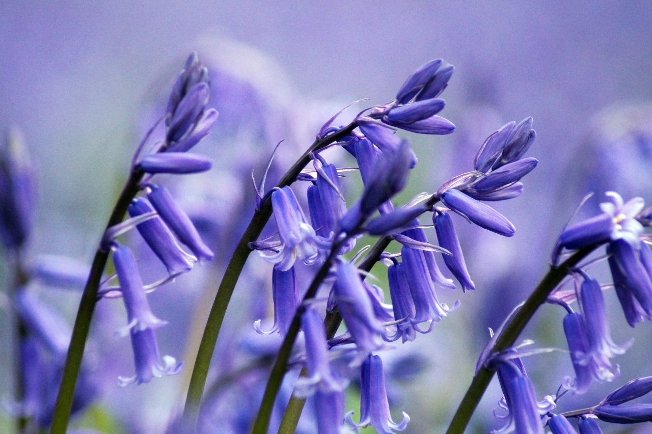 Bluebells