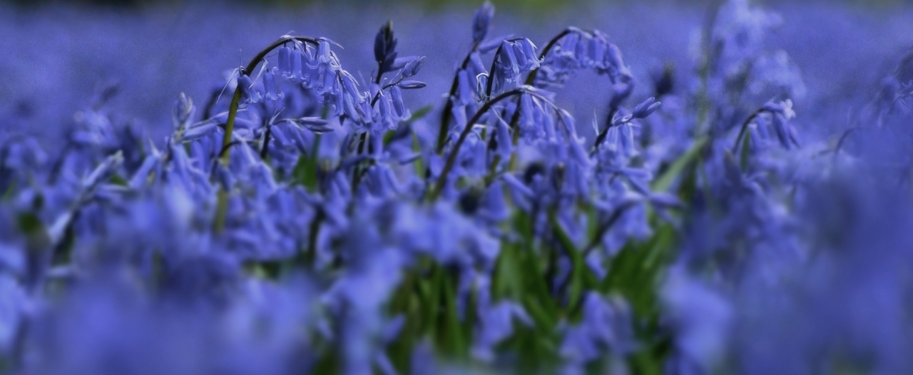 Bluebells2