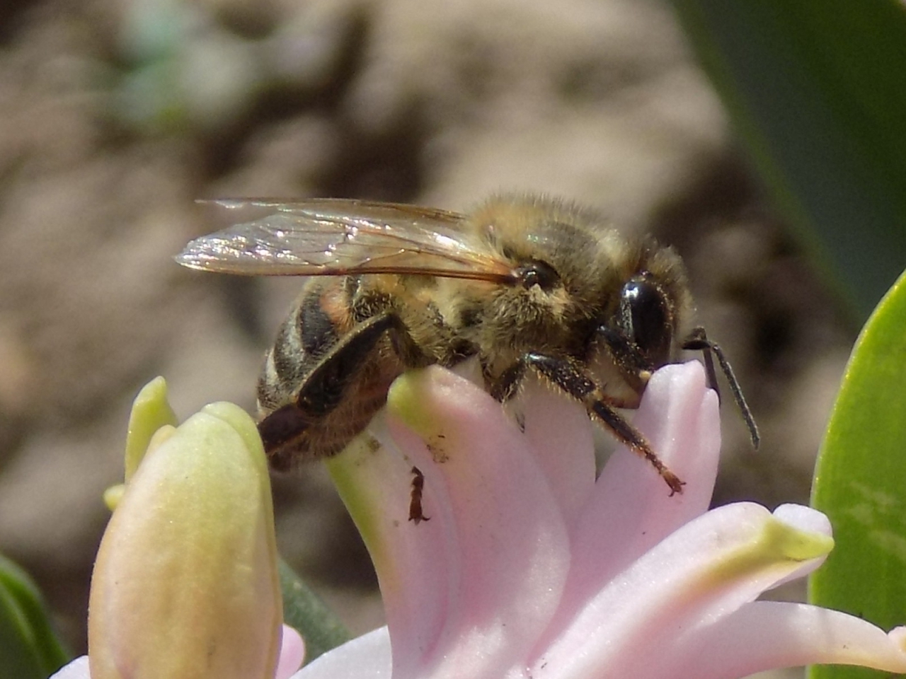 Bee