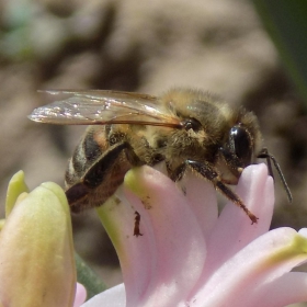 Bee
