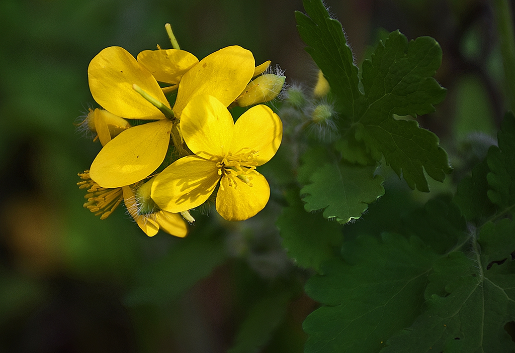 yellow passion-2
