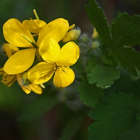 yellow passion-2